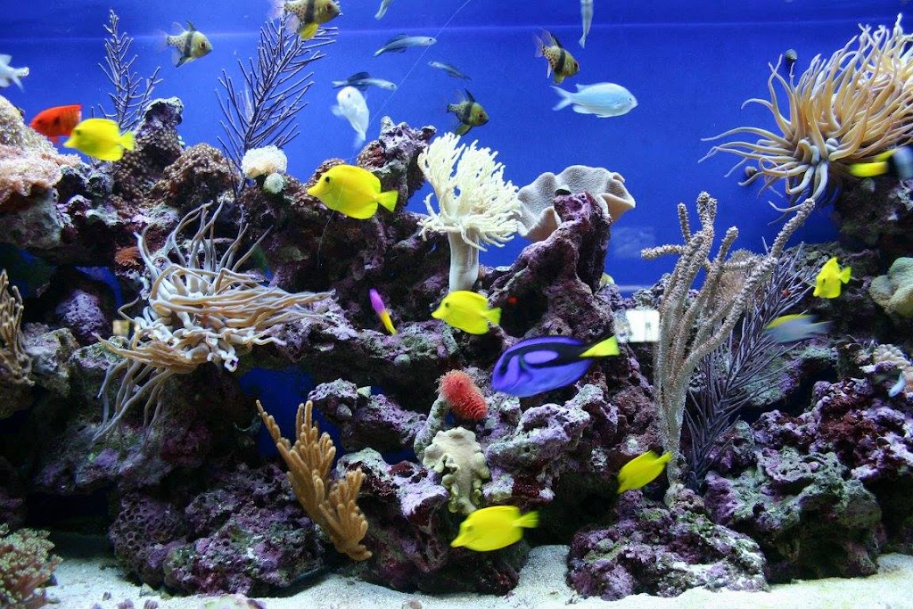 Aquarium Professionals, Inc | 564 Battersea Dr, St. Augustine, FL 32095, USA | Phone: (305) 240-0665