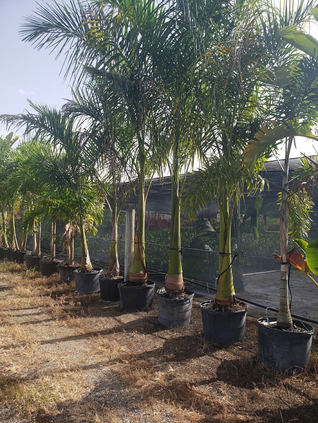 Caballeros Plants Nursery Inc | 18550 SW 168th St, Miami, FL 33187, USA | Phone: (786) 295-3413