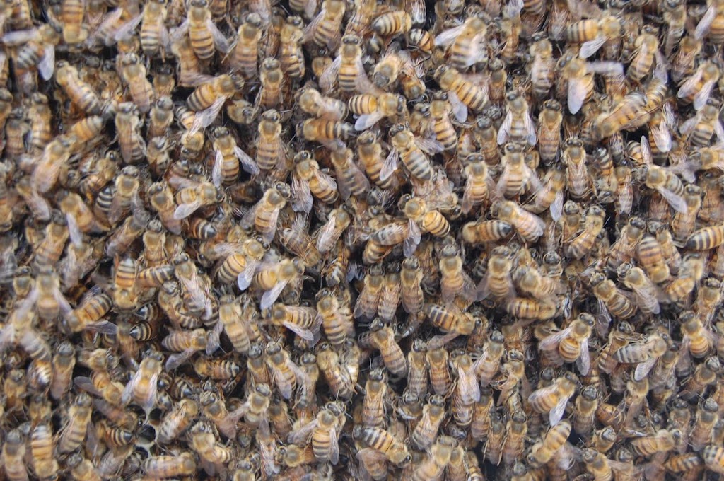 Sureguard Termite & Pest Services | 3261 FM 663 Suite D, Midlothian, TX 76065, USA | Phone: (972) 406-8600