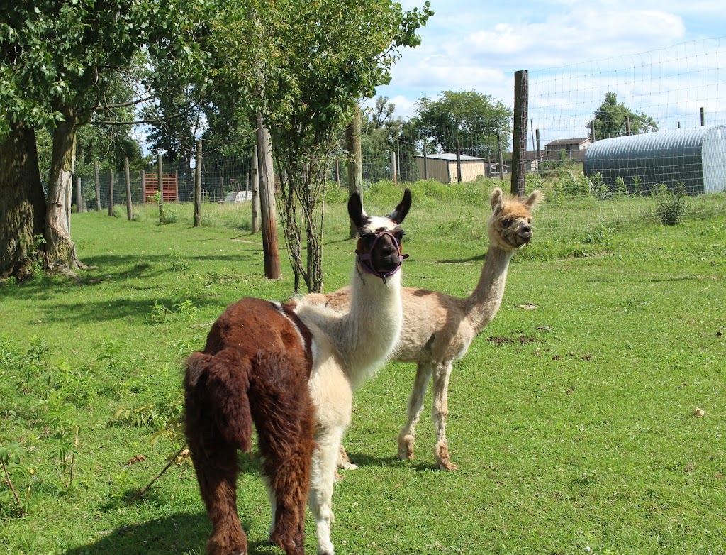 Natures Creek Camel Farm and Zoo | 11660 Grass Lake Rd, Hillsdale, MI 49242, USA | Phone: (734) 347-2888