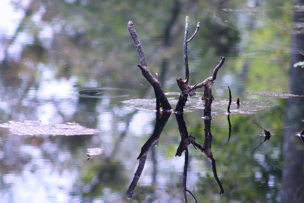 Great Dismal Swamp National Wildlife Refuge | 3100 Desert Rd, Suffolk, VA 23434, USA | Phone: (757) 986-3705