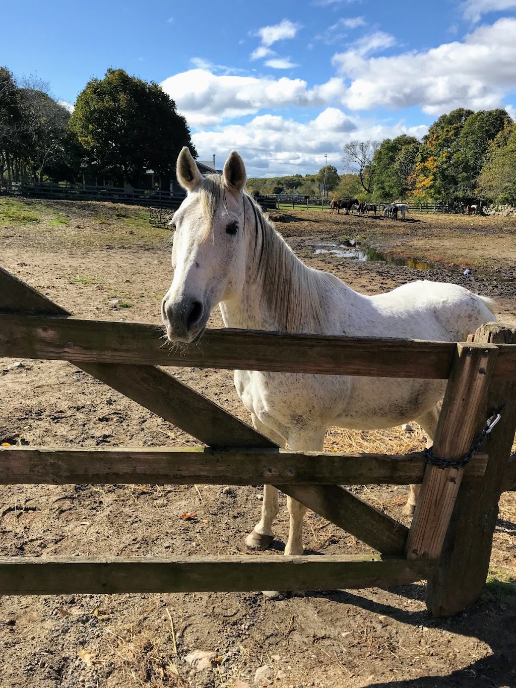 Seaview Farm Boarding Stables LLC | 38 South St, Rockport, MA 01966, USA | Phone: (978) 546-2418