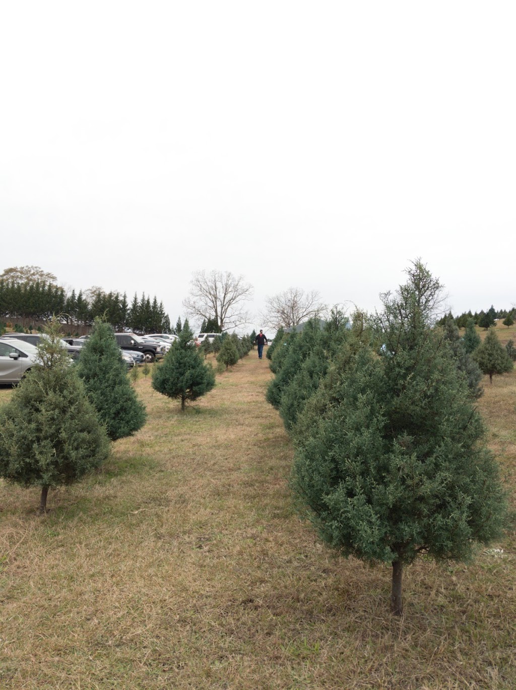 Beavers Christmas Tree Farm | 10093 Bradford Trafford Rd, Trafford, AL 35172, USA | Phone: (205) 681-4494