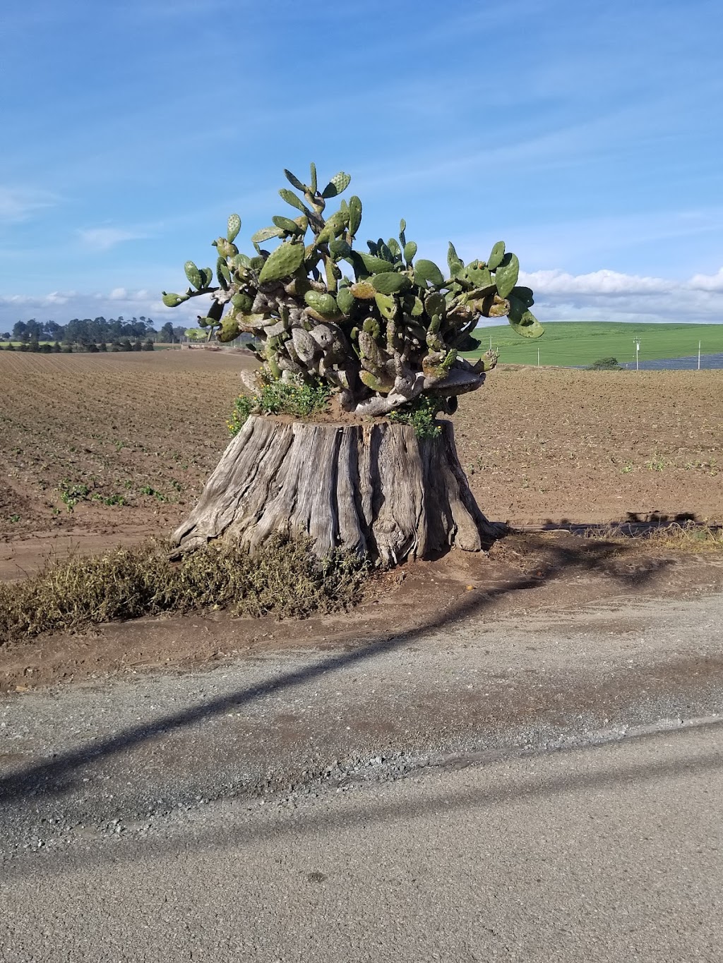 Monterey Bay Farms Organic Strawberry Stand | 596 San Andreas Rd, Watsonville, CA 95076 | Phone: (831) 713-7230