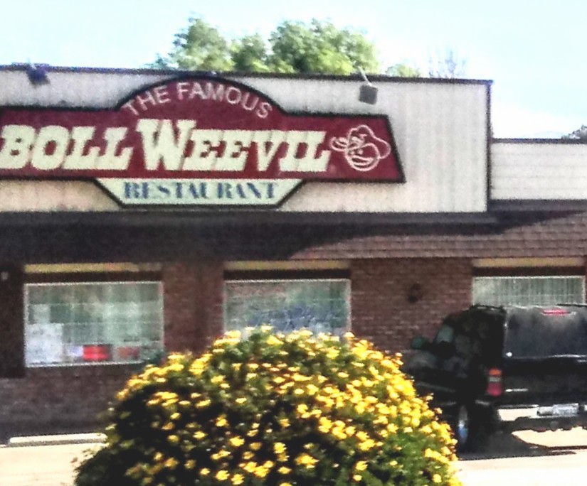 Boll Weevil Ramona | 2548 Main St, Ramona, CA 92065, USA | Phone: (760) 788-1392