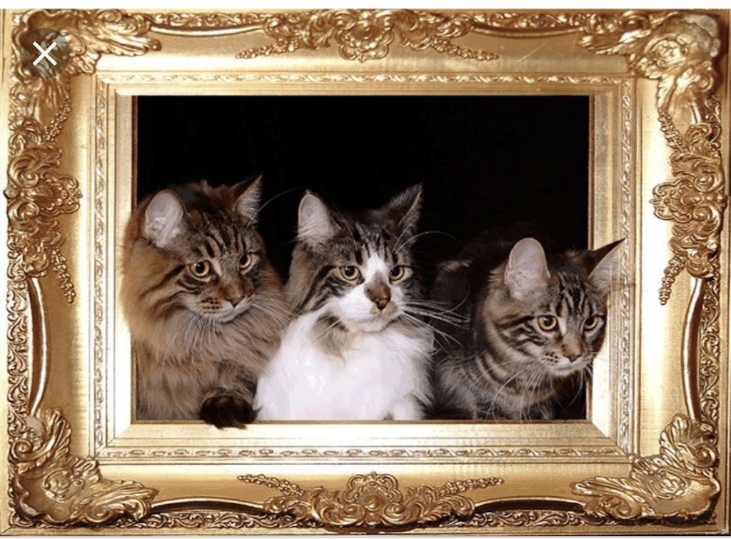 Samberkat Maine Coons | Lilburn, GA 30047, USA | Phone: (404) 408-7568