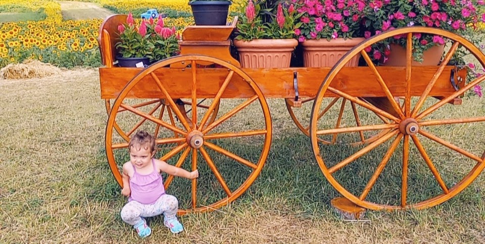 Schwirian Farm Sunflower Fields | 4511 Hollow Rd, Elizabeth, PA 15037, USA | Phone: (412) 445-2257