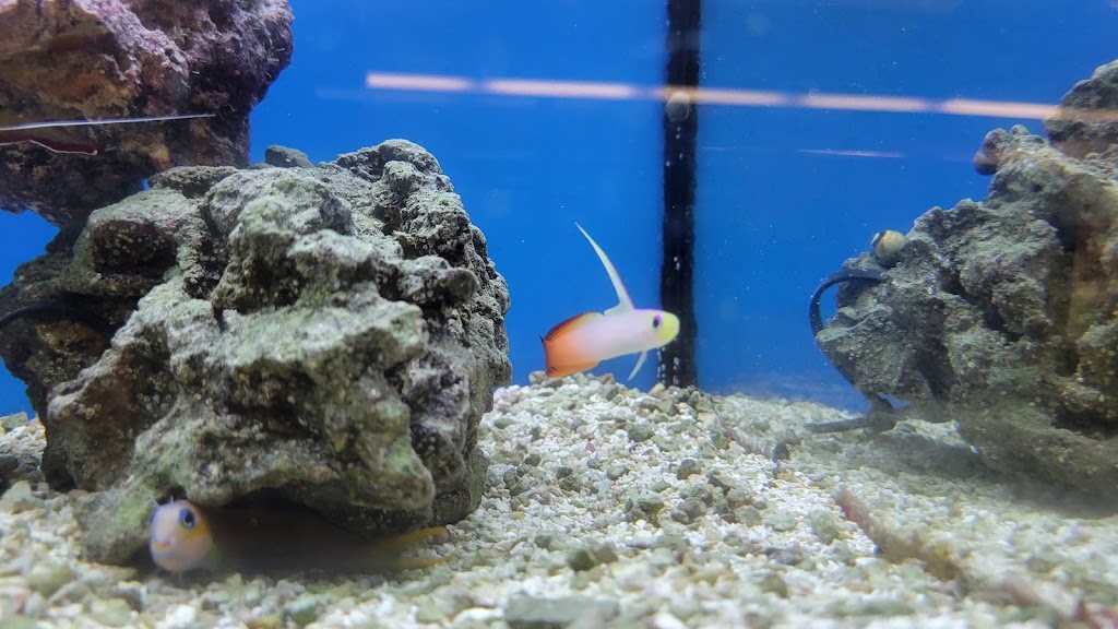 Florida Fish Rescue | 14350 NW 77th Ave, Trenton, FL 32693, USA | Phone: (727) 351-2734