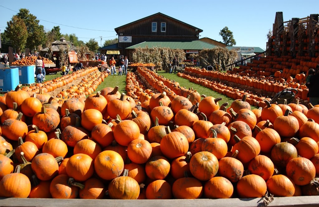 Great Pumpkin Farm | 11199 Main St, Clarence, NY 14031, USA | Phone: (716) 759-1929