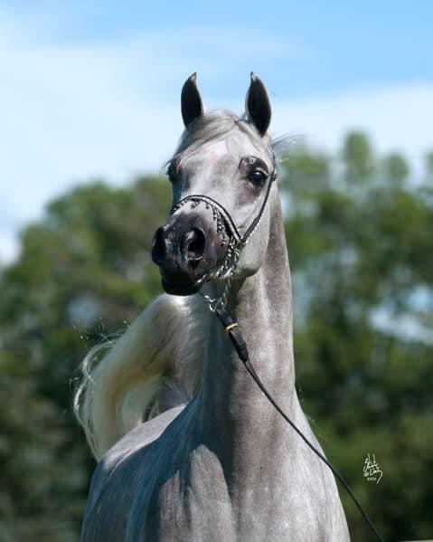 Pedegru - Animal History & Products | 37416 N 26th St, Cave Creek, AZ 85331 | Phone: (602) 295-2334