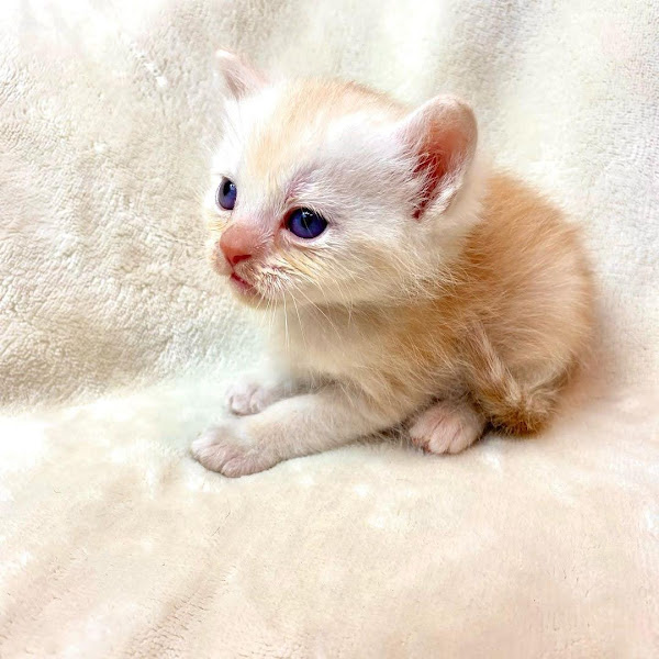 Munchkin Kittens for sale | 2009 N 1st St, Tahoka, TX 79373, USA | Phone: (432) 201-9777