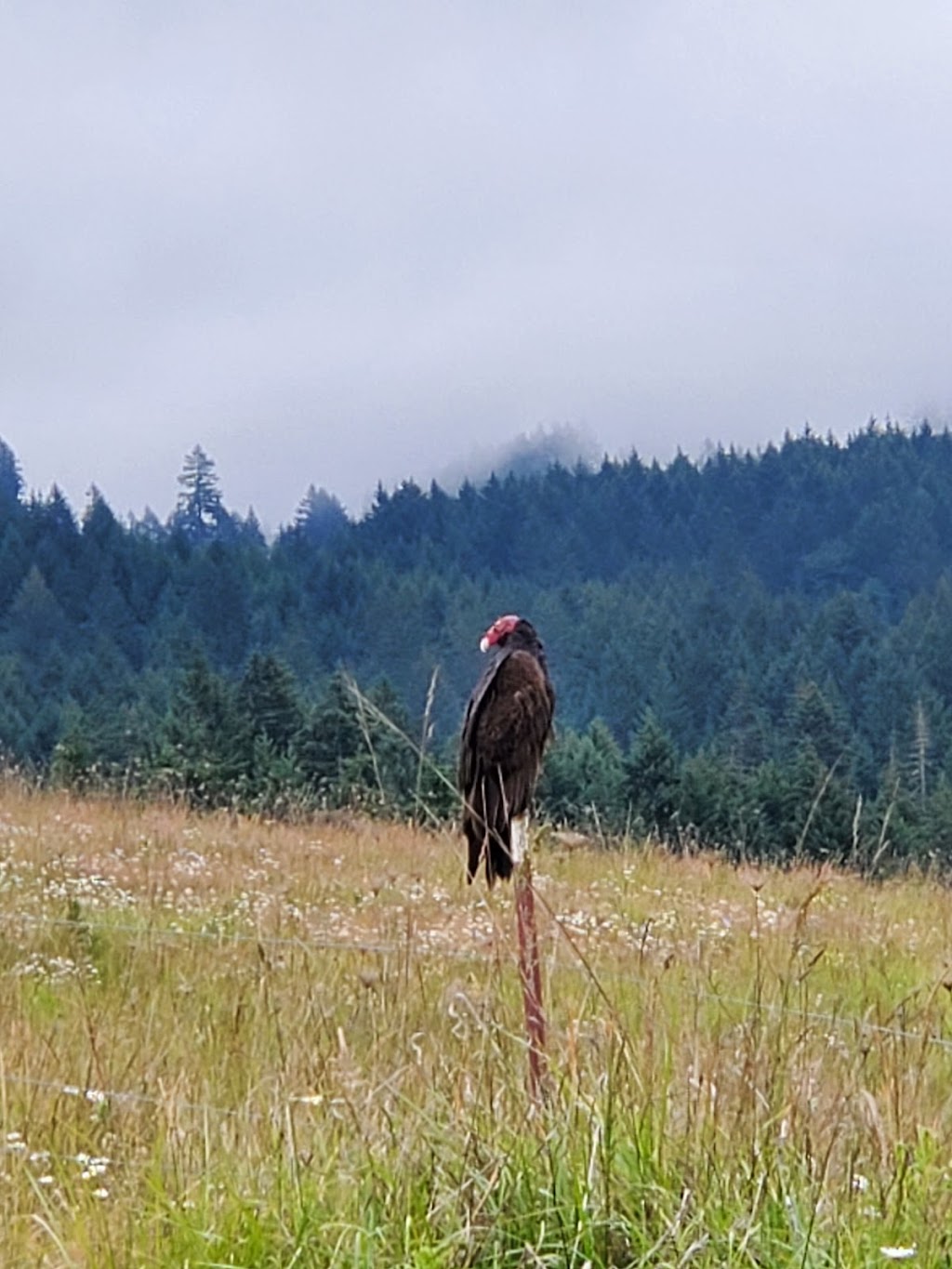 Ananda Center at Laurelwood | 38950 SW Laurelwood Rd, Gaston, OR 97119, USA | Phone: (503) 746-6229