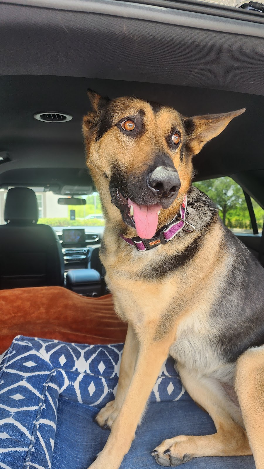 Fox & Friends Animal Hospital | 1024 Cypress Village Blvd, Ruskin, FL 33573, USA | Phone: (813) 633-2443