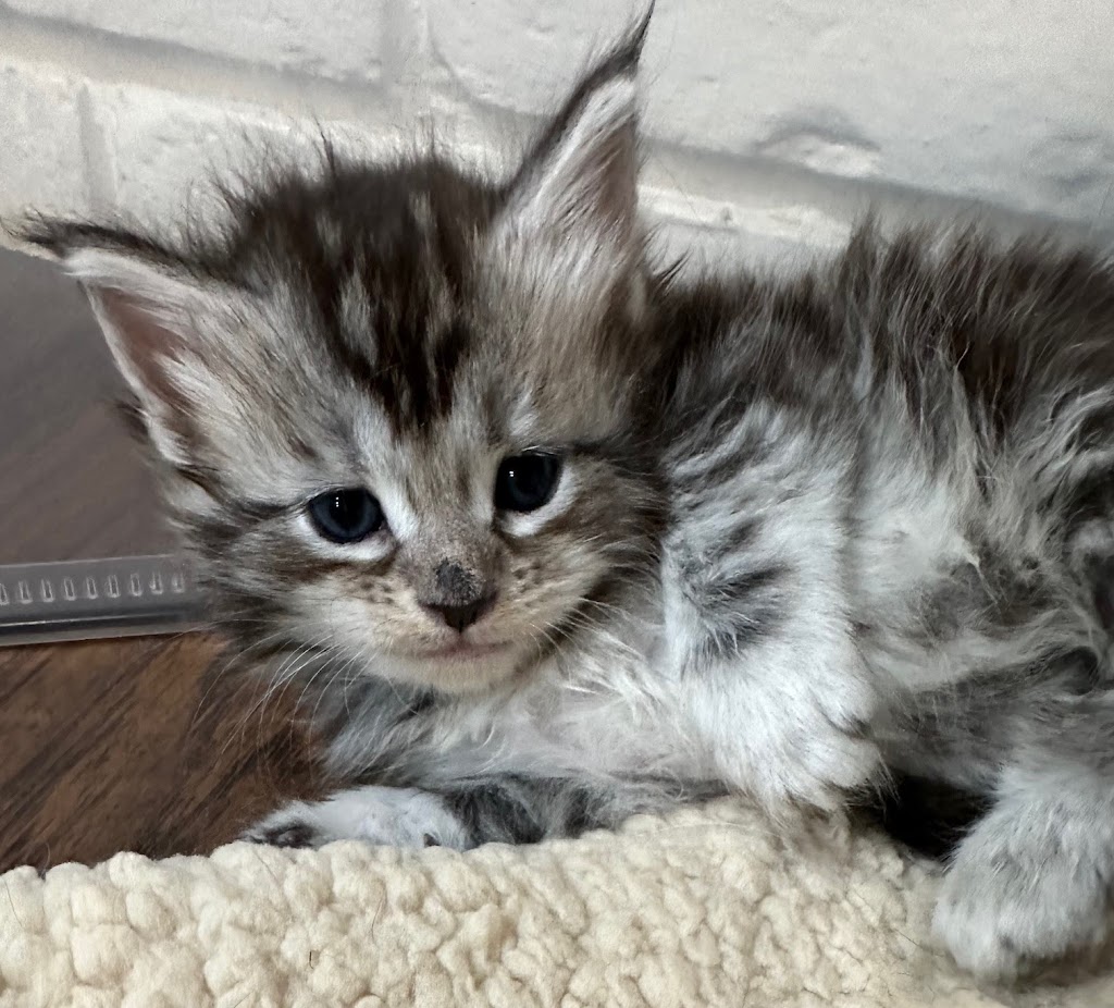 Maineflashes Maine Coons | 2013 Crystal Ln, Alvarado, TX 76009, USA | Phone: (817) 296-2299