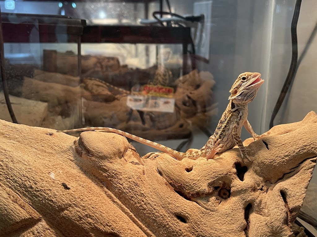 Desert Grown Reptiles & Exotics | 49237 W Papago Rd #3, Maricopa, AZ 85139, USA | Phone: (520) 568-7524