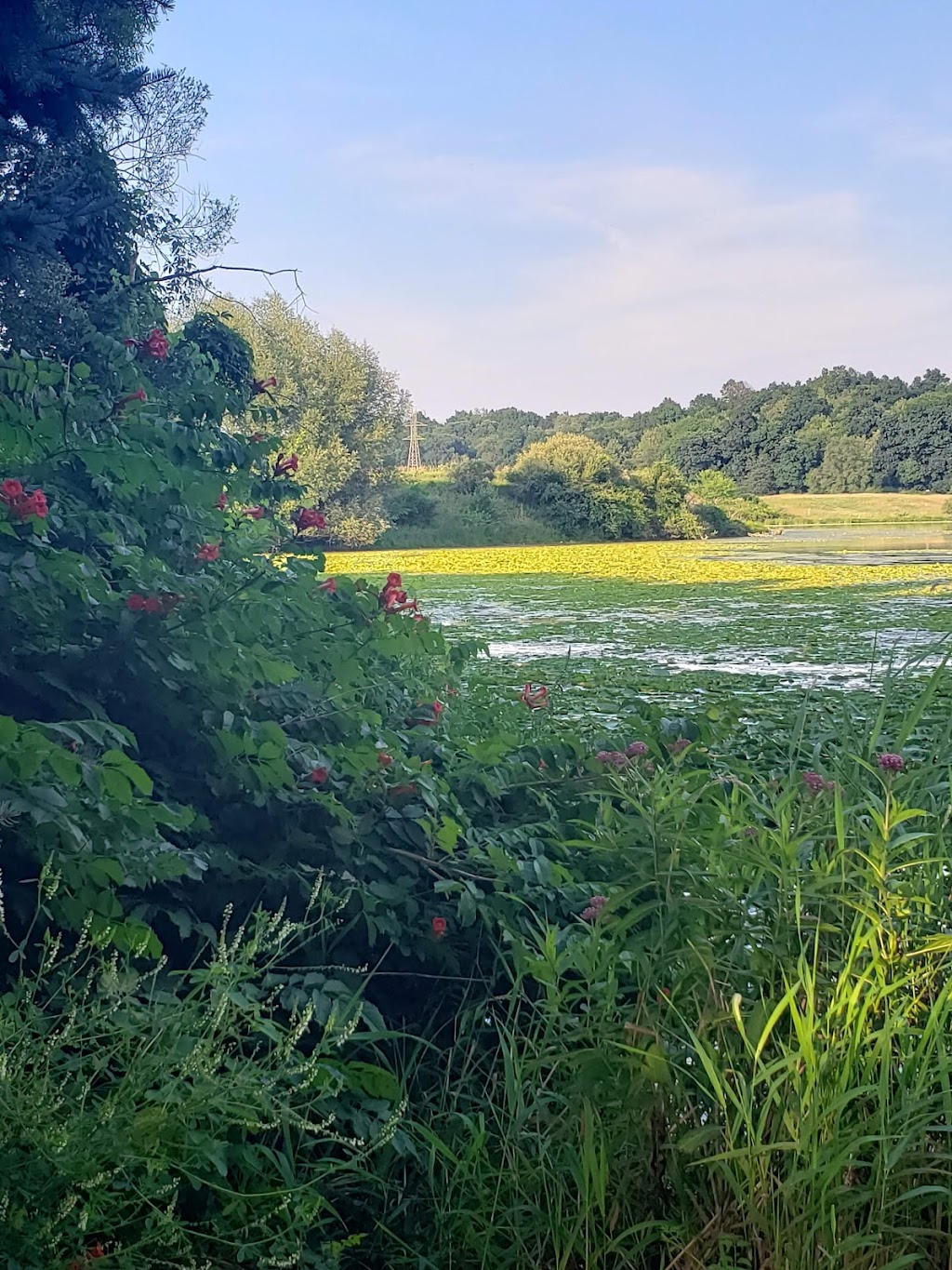 Watkins Lake State Park and County Preserve | 14801 Arnold Rd, Brooklyn, MI 49230, USA | Phone: (517) 467-7401