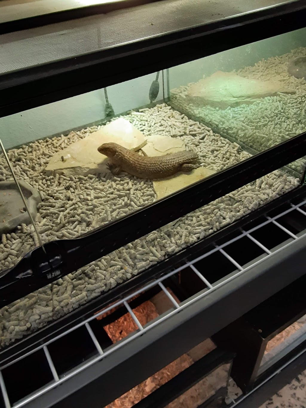Reptilemania | 51 Wright Brothers Ave STE F, Livermore, CA 94551, USA | Phone: (925) 583-5096