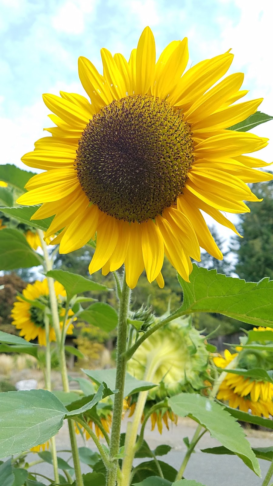 Jackson Park P-Patch Community Gardens | 13049 10th Ave NE, Seattle, WA 98125, USA | Phone: (206) 684-2489