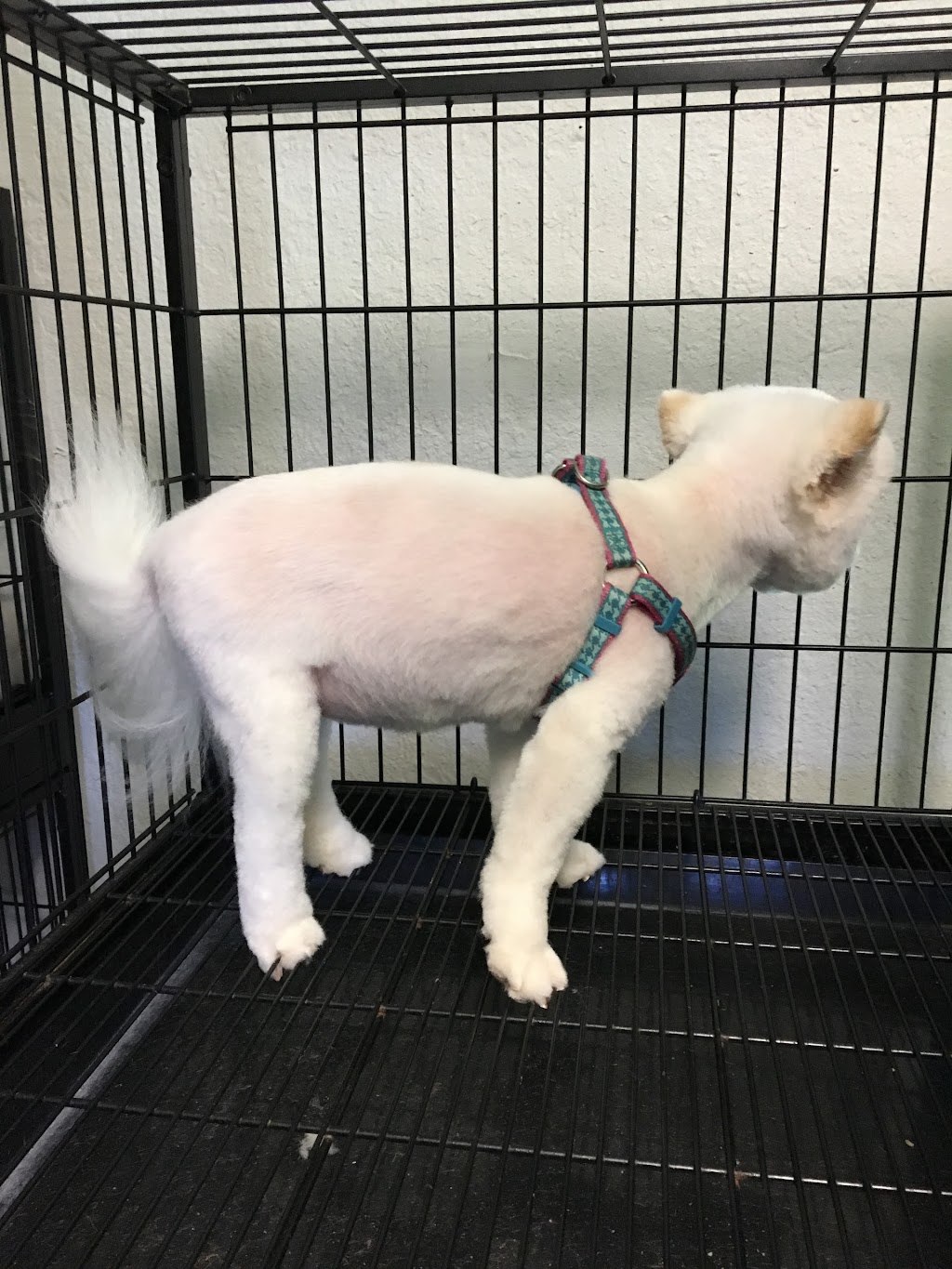 Pet Parlor Pet Grooming ,LLC | 12615 Greenwell Springs Rd, Baton Rouge, LA 70814, USA | Phone: (225) 275-7848