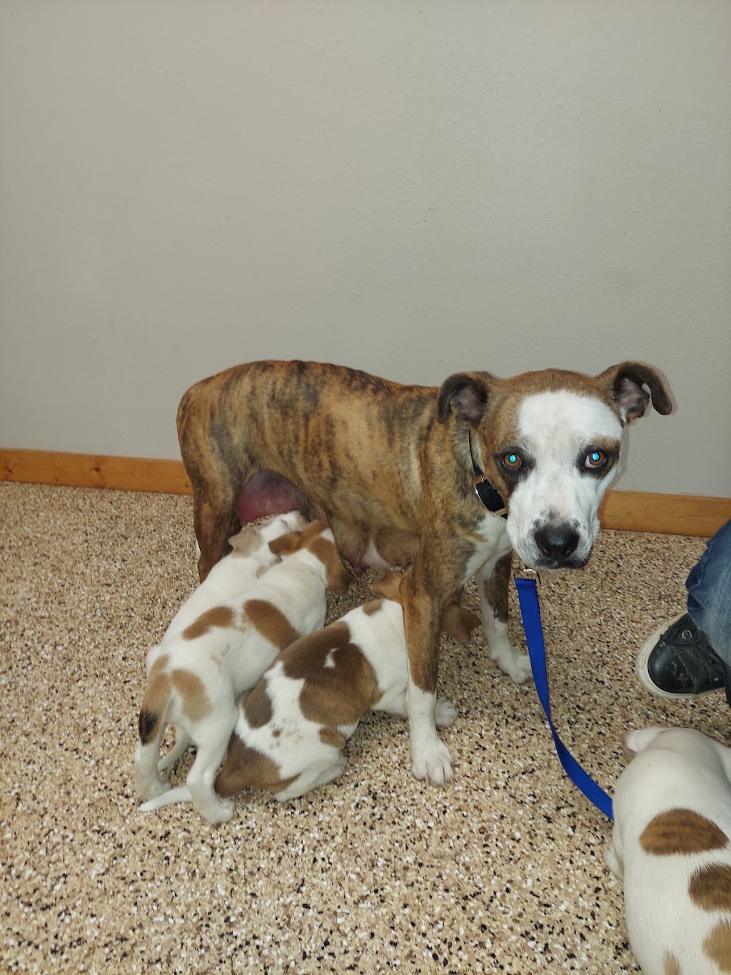 Kendall County Veterinary Center | 141 TX-46, Boerne, TX 78006, USA | Phone: (830) 336-2041