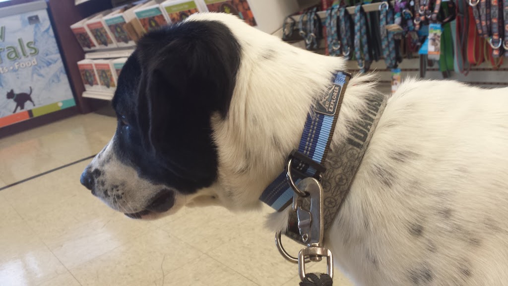 PetPeople | 1023 Hill Rd N, Pickerington, OH 43147, USA | Phone: (614) 322-0250