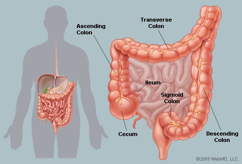 Expert Body Align- Colonic Irrigation | 3304 Sepulveda Blvd, Torrance, CA 90505, USA | Phone: (310) 326-4300