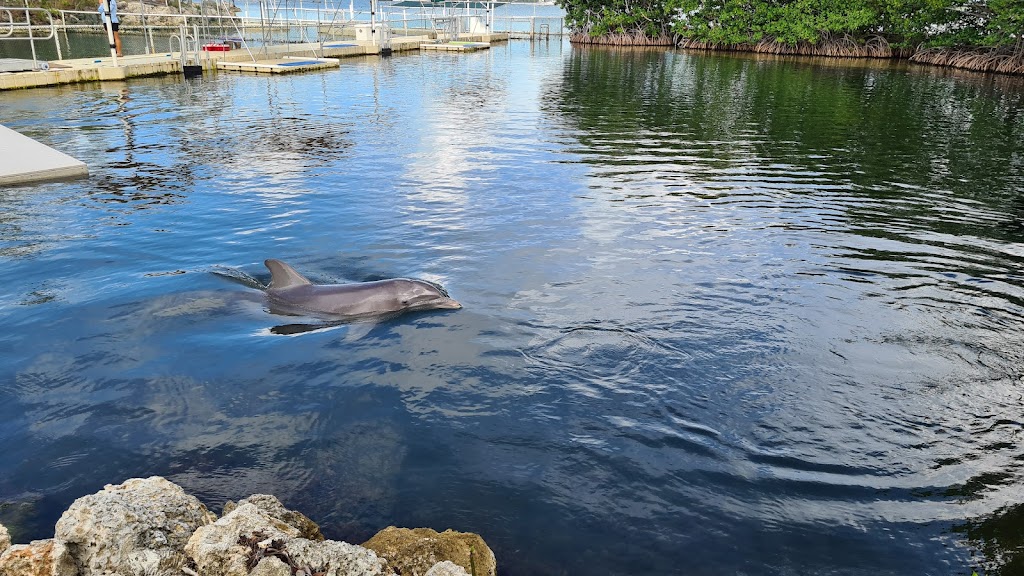 Dolphins Plus Bayside | 101900 Overseas Hwy, Key Largo, FL 33037, USA | Phone: (305) 451-4060