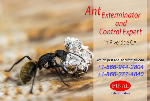 Pest Control Final Exterminators | 2081 3rd St Suite I, Riverside, CA 92507, USA | Phone: (866) 277-4840