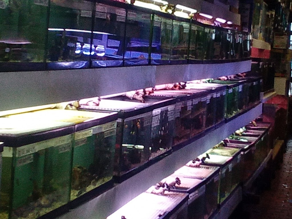 Paradise Aquarium | 6616 Fresh Pond Rd, Queens, NY 11385, USA | Phone: (718) 366-6921