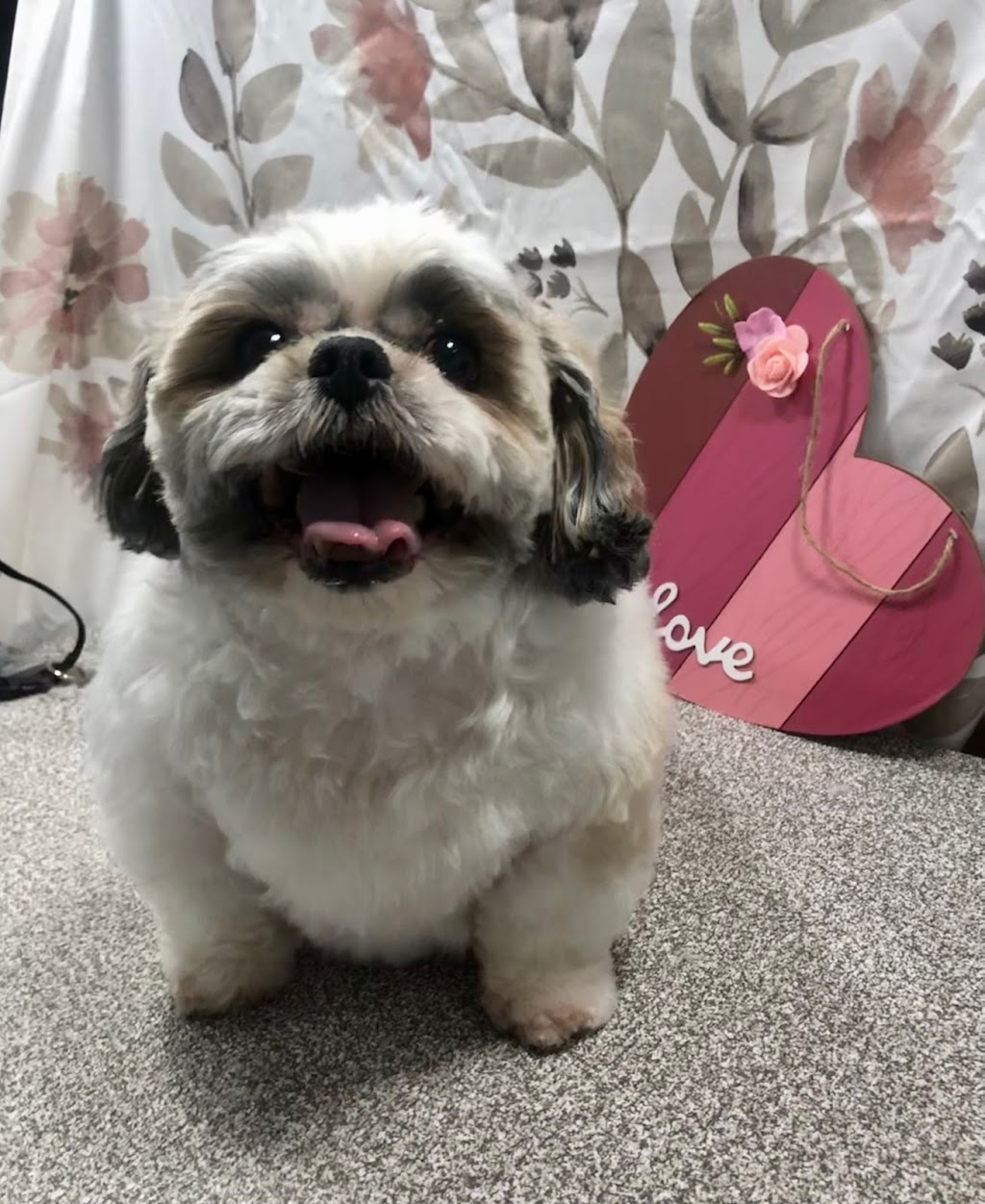 Zen Dog Mobile Spa | Albany, NY 12202, USA | Phone: (518) 944-5436