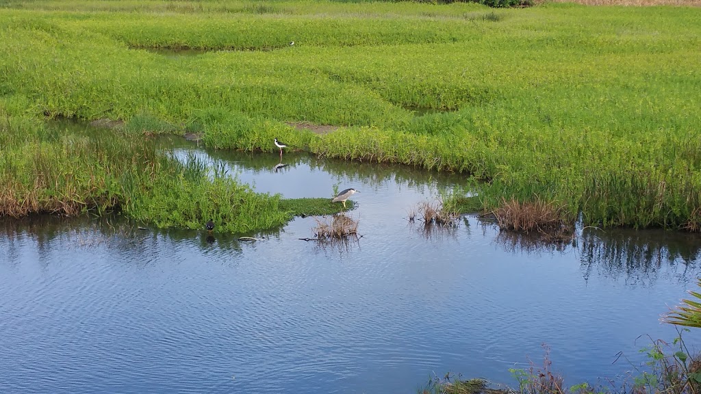 Kaelepulu Wetland Bird Preserve | 1460 Kiukee Pl, Kailua, HI 96734, USA | Phone: (808) 261-2179