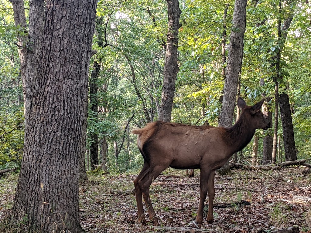 Lone Elk Park | 1 Lone Elk Park Rd, Valley Park, MO 63088, USA | Phone: (314) 615-4386