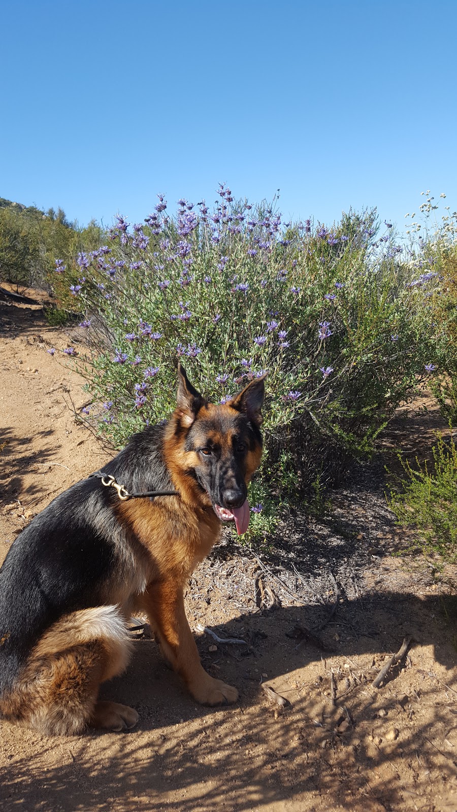 Mt. Gower County Preserve | 17090 Gunn Stage Rd, Ramona, CA 92065, USA | Phone: (760) 788-3326