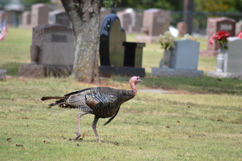 IOOF Cemetery | 1913 N Porter Ave, Norman, OK 73071 | Phone: (405) 321-0623