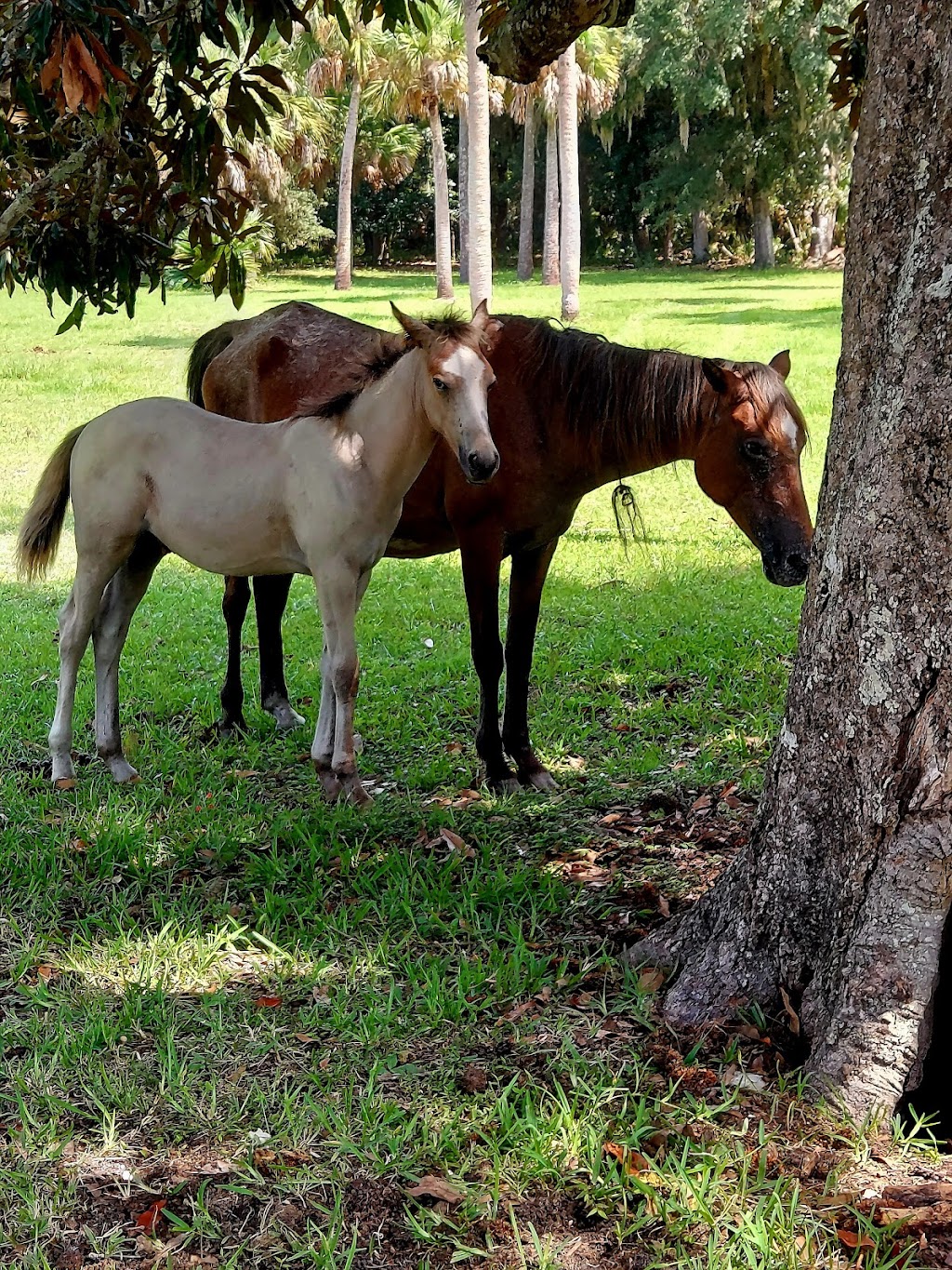 Sea Camp Campground | Cumberland Island, St Marys, GA 31558, USA | Phone: (912) 882-4336