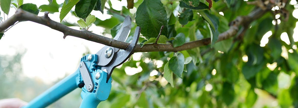 DreamWorks Tree Service | 8799 Concession Rd 5, Uxbridge, ON L9P 1R1, Canada | Phone: (647) 924-2627
