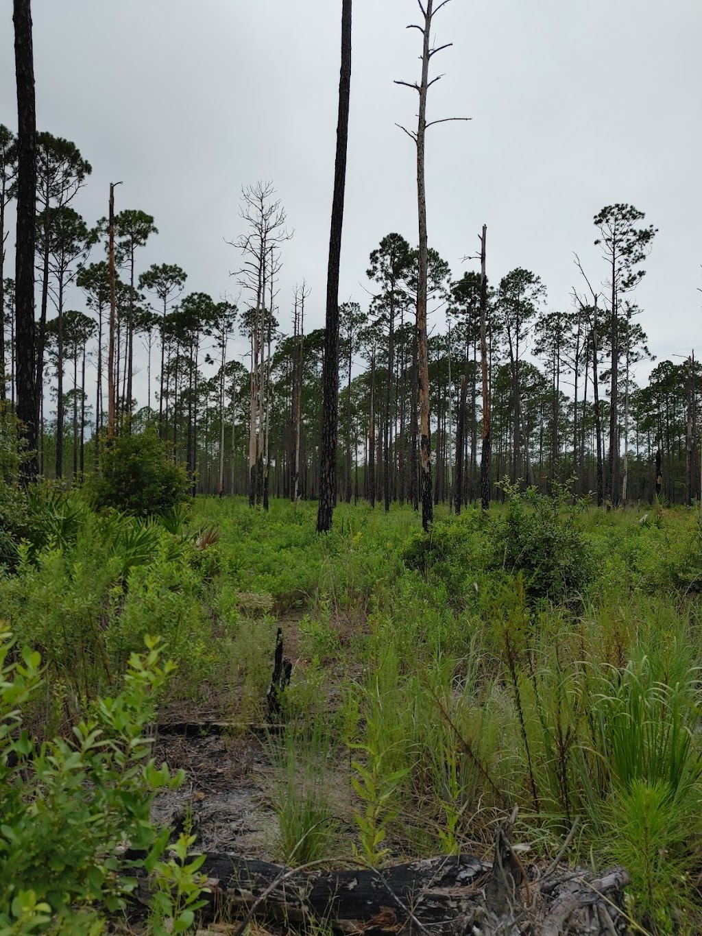 Jennings State Forest | 1337 Long Horn Rd, Middleburg, FL 32068, USA | Phone: (904) 291-5530