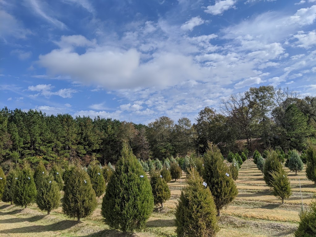 Yawn Station Christmas Tree Farm | 29400, 29498 Ruby Purvis Rd, Independence, LA 70443, USA | Phone: (985) 878-6223