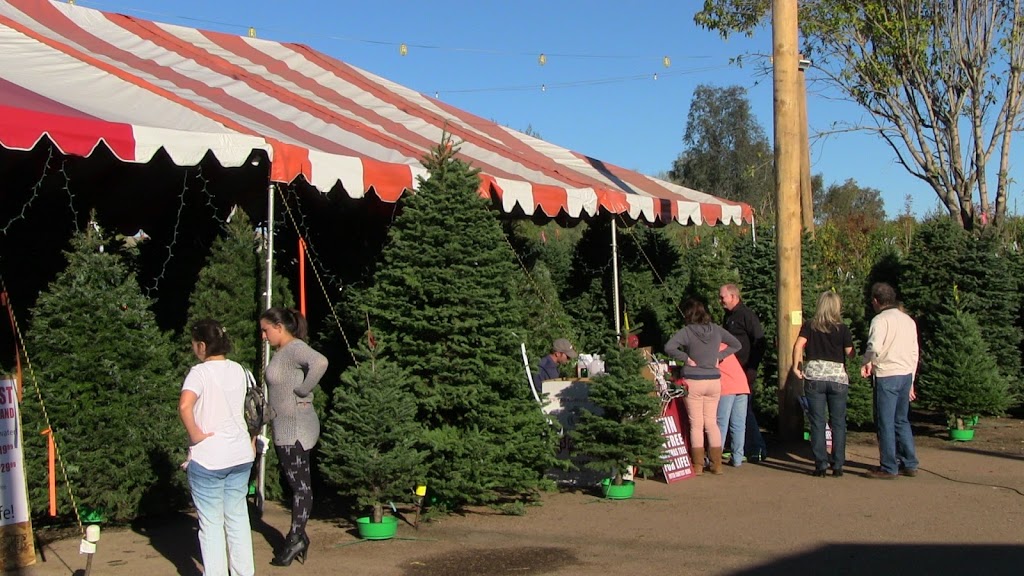 Moon Valley Nurseries Christmas Trees Glendale | 6400 W Bell Rd, Glendale, AZ 85308, USA | Phone: (858) 699-9996