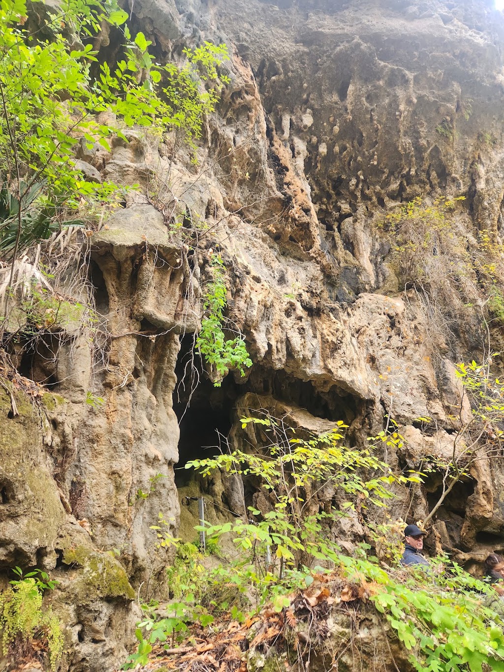 Westcave Outdoor Discovery Center | 24814 Hamilton Pool Rd, Round Mountain, TX 78663, USA | Phone: (830) 825-3442