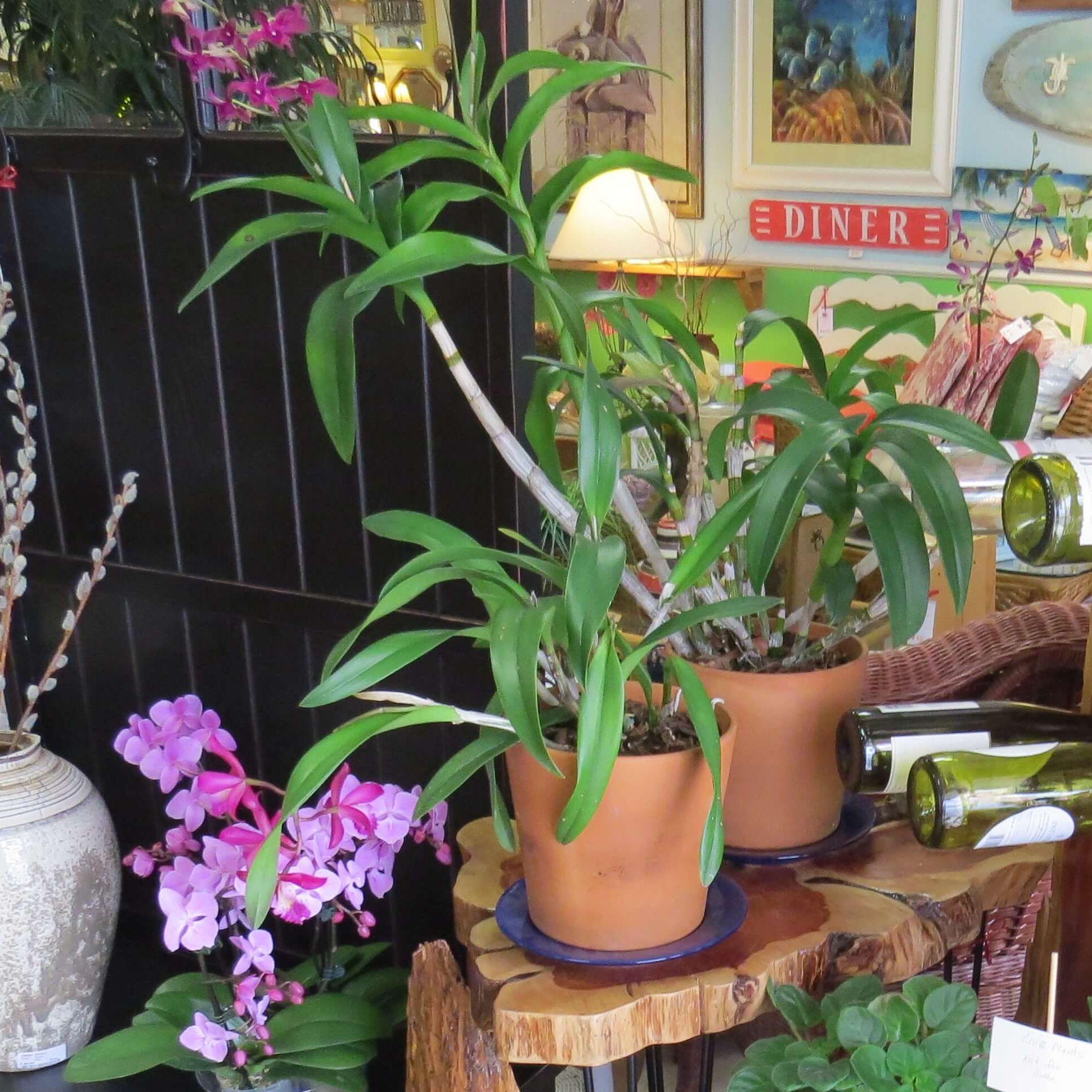 Le Rouge tete | 5270 Hwy 70 W STE E, Morehead City, NC 28557, United States | Phone: (252) 622-4244