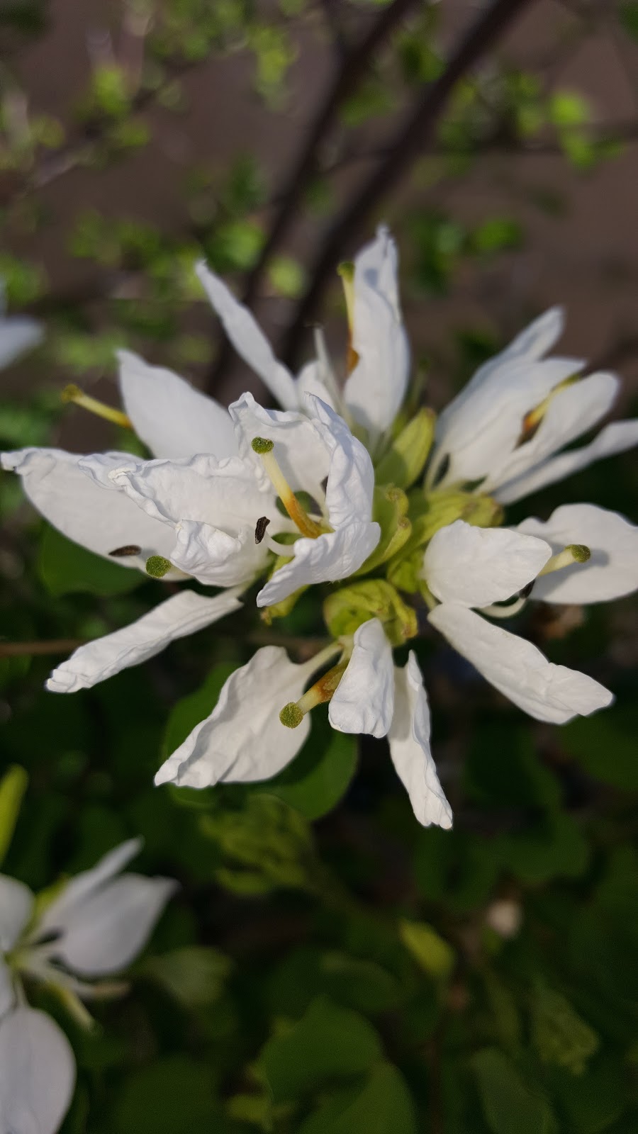 Tucson Estates Foothills | 5700 W Lone Star Dr, Tucson, AZ 85713, USA | Phone: (520) 883-9494