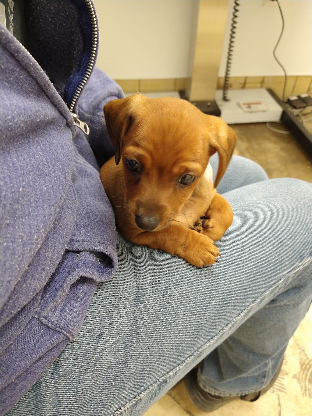 Wills Point Veterinary Clinic | 1209 W Park Dr, Wills Point, TX 75169, USA | Phone: (903) 873-9132