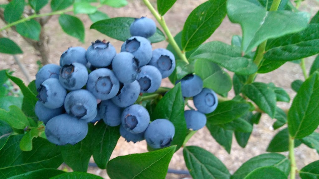 Redland Blueberry Farm | 18900 S Pear Rd, Oregon City, OR 97045, USA | Phone: (503) 631-4141
