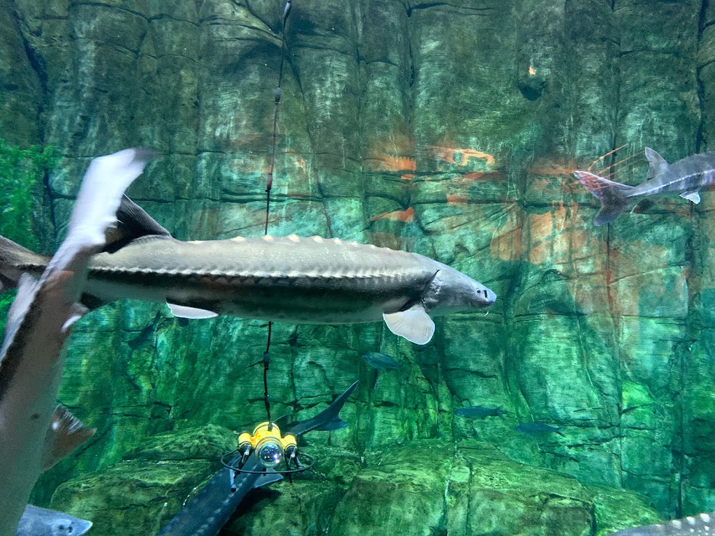 Downtown Aquarium | 700 Water St, Denver, CO 80211, USA | Phone: (303) 561-4450