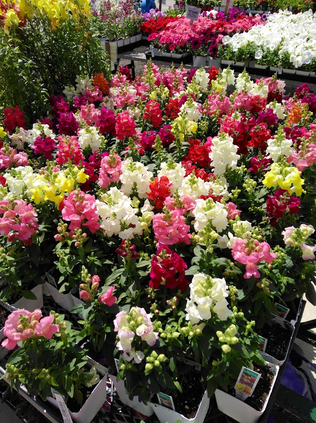 Springtown Garden Center | 236 W Hwy 199, Springtown, TX 76082, USA | Phone: (817) 523-4700