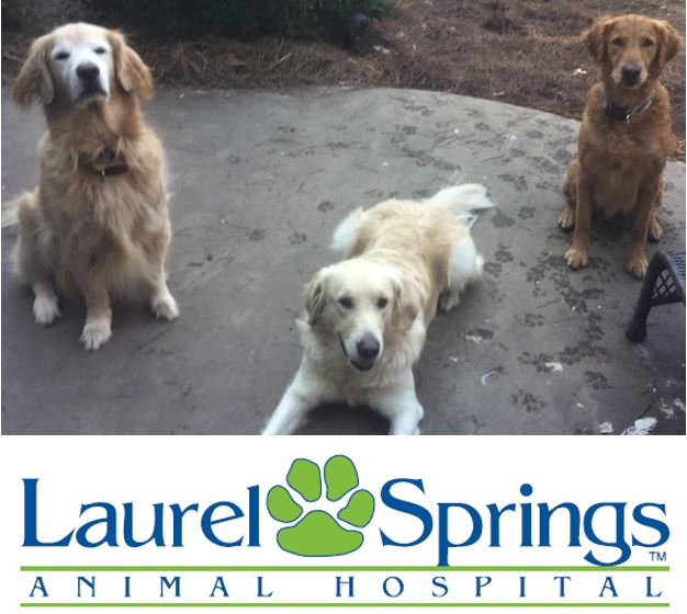 Laurel Springs Animal Hospital | 3592 Old Atlanta Rd #103, Suwanee, GA 30024, USA | Phone: (770) 888-9750