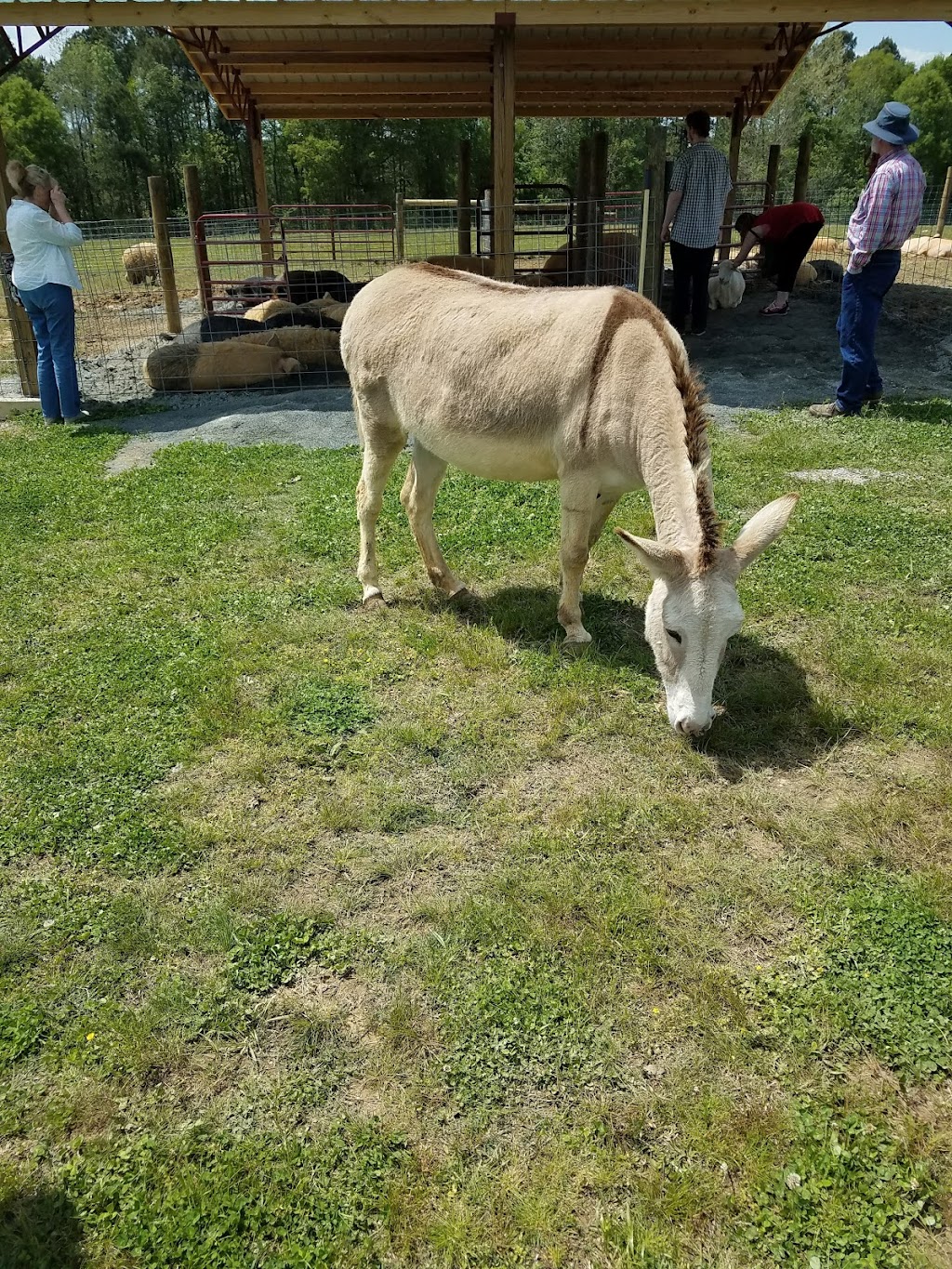 Bull City Farm | 5315 Isham Chambers Rd, Rougemont, NC 27572, USA | Phone: (919) 477-6684