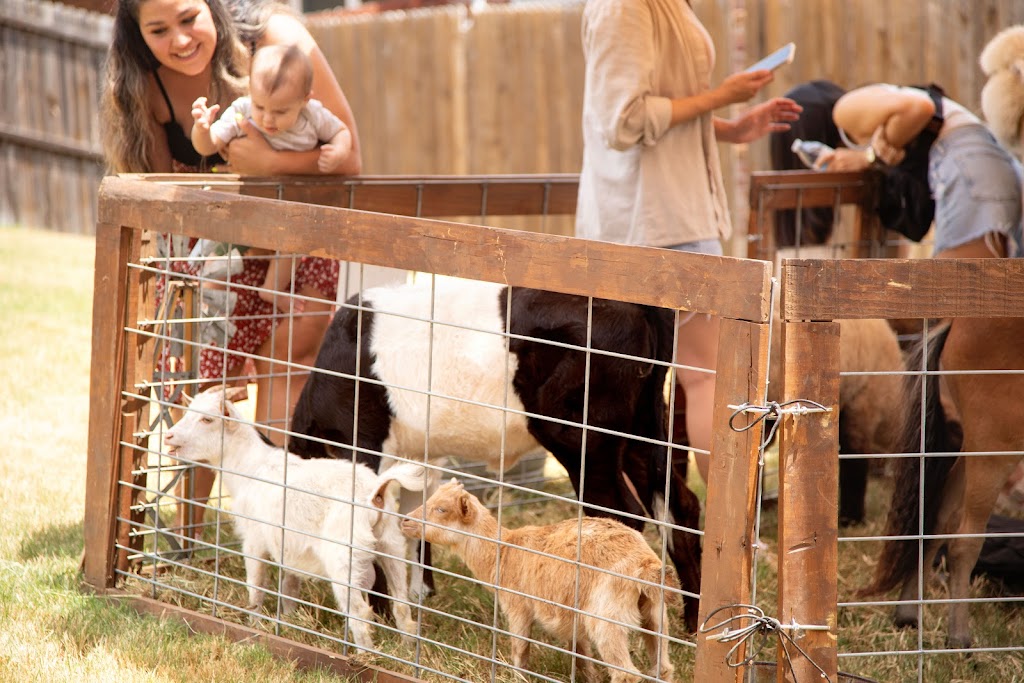 Air Ponies- DFW Mobile petting zoo,pony rides and more | 11470 Gordon Ln, Mabank, TX 75147, USA | Phone: (469) 441-1994