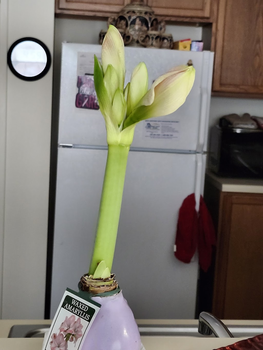 Chotikorn Khunnawat, MD | 715 E Western Reserve Rd 2nd Floor, Poland, OH 44514, USA | Phone: (330) 726-3204